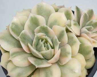 Echeveria Onslow Variegada de una sola cabeza - Plantas suculentas - Un toque de naturaleza para tu espacio