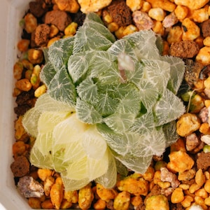 Haworthia cooperi hair Variegated - Succulent Plants - A Touch of Nature for Your Space