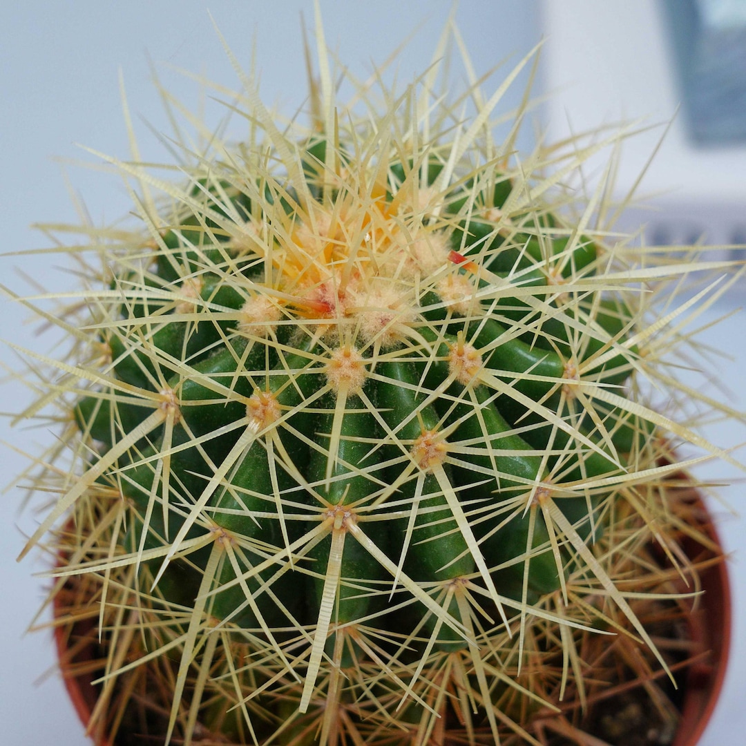 Echinocactus Grusonii Hildm - Succulent Plants - A Touch of Nature for ...