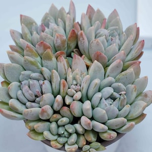 Pachyphytum Oviferum - Succulent Plants - A Touch of Nature for Your Space