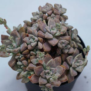 Graptopetalum Purple Haze - Succulent Plants - A Touch of Nature for Your Space