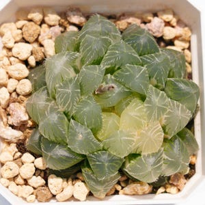 Haworthia cooperi songlan Variegated - Succulent Plants - A Touch of Nature for Your Space