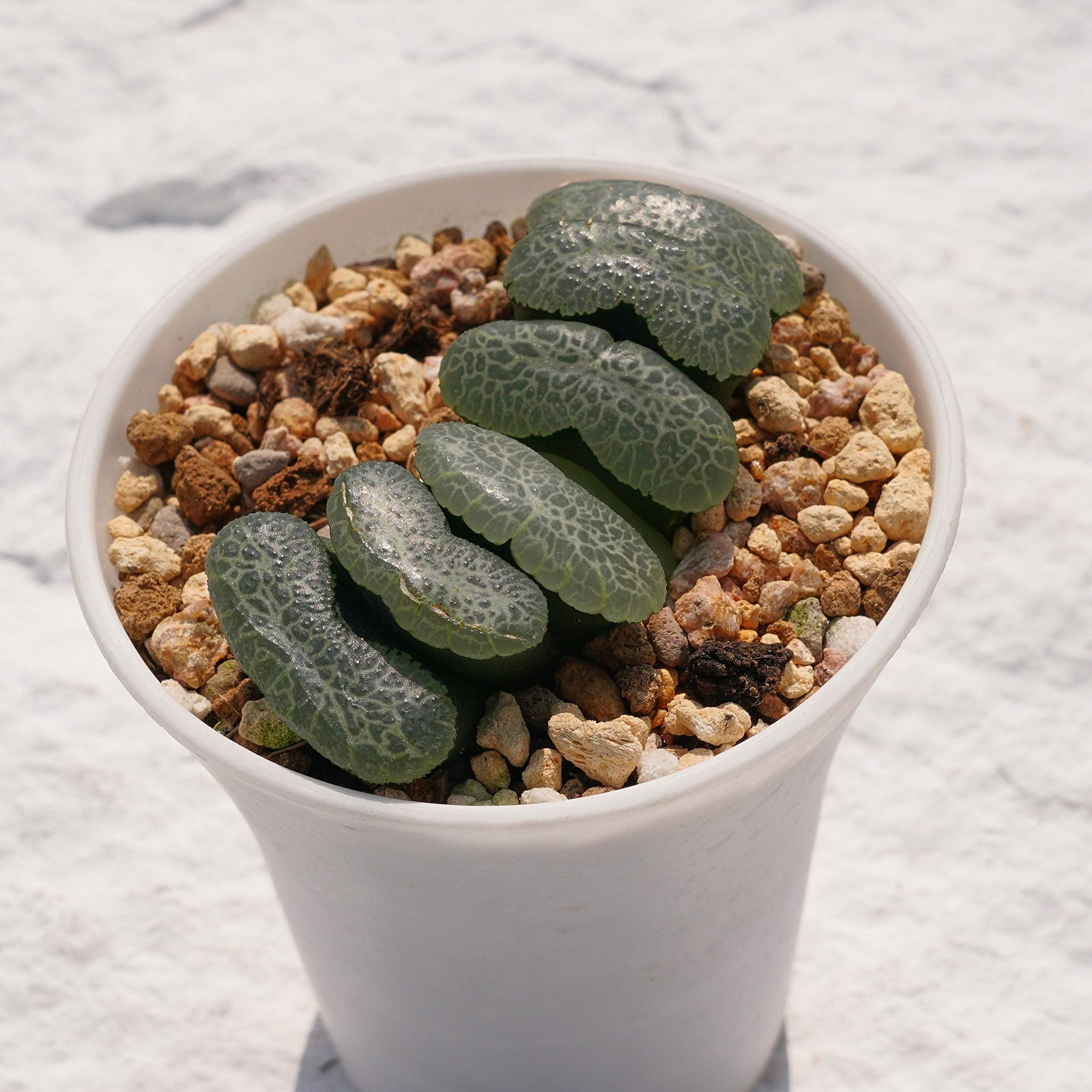 Haworthia Truncata Ultimate Blue - Succulent Plants - A Touch of
