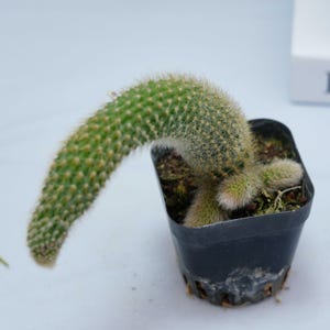 Sansevieria Fox Tail - Succulent Plants - A Touch of Nature for Your Space