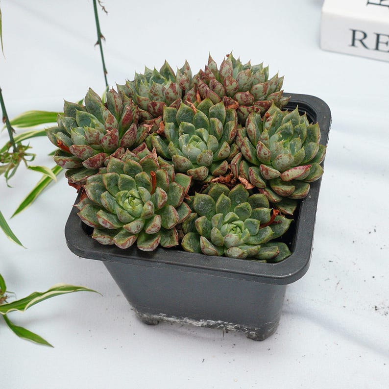 Echeveria Blood Son Succulent Plants A Touch Of Nature For Your echeveria-blood-son-succulent-plants-a-touch-of-nature-for-your