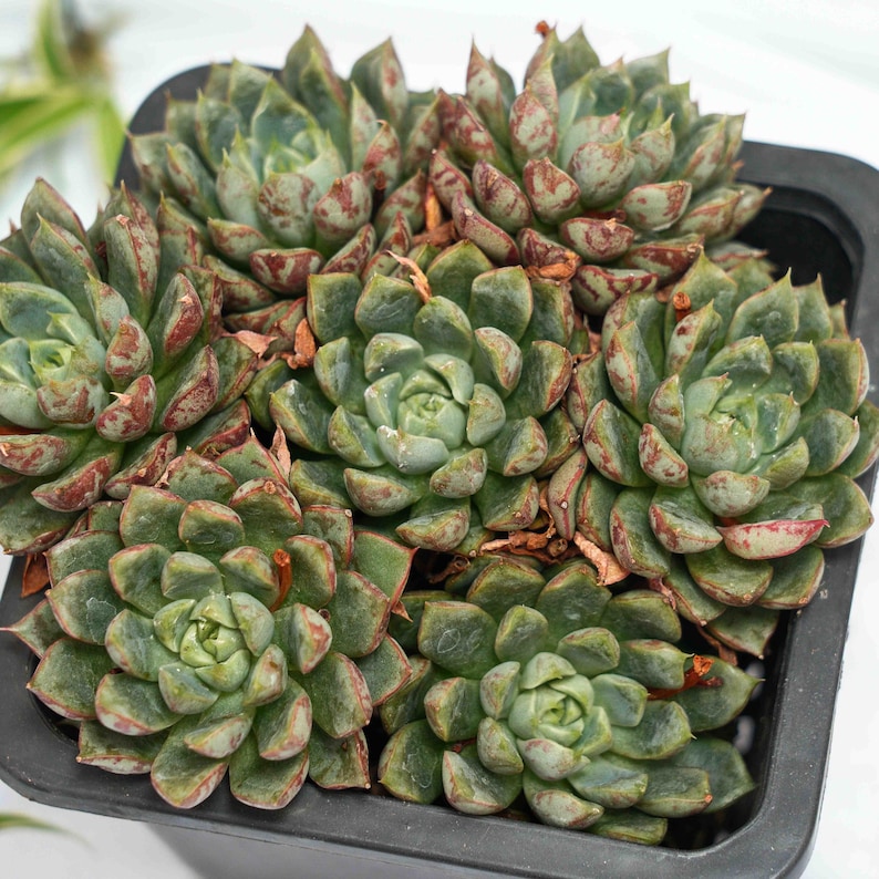 Echeveria Blood Son Succulent Plants A Touch Of Nature For Your echeveria-blood-son-succulent-plants-a-touch-of-nature-for-your