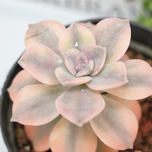 Graptoveria Purple Delight Yellow Variegated - Succulent Plants - A Touch of Nature for Your Space