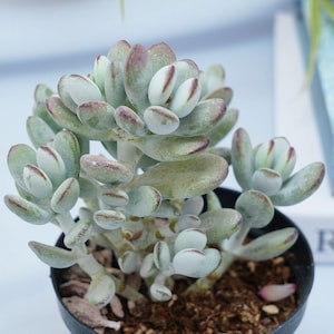Cotyledon orbiculata - Succulent Plants - A Touch of Nature for Your Space
