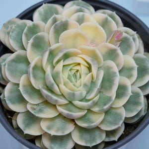 Echeveria Onslow Variegated - Succulent Plants - A Touch of Nature for Your Space