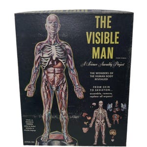 Renwal 1959 the Visible Man Skeleton Science Project Model