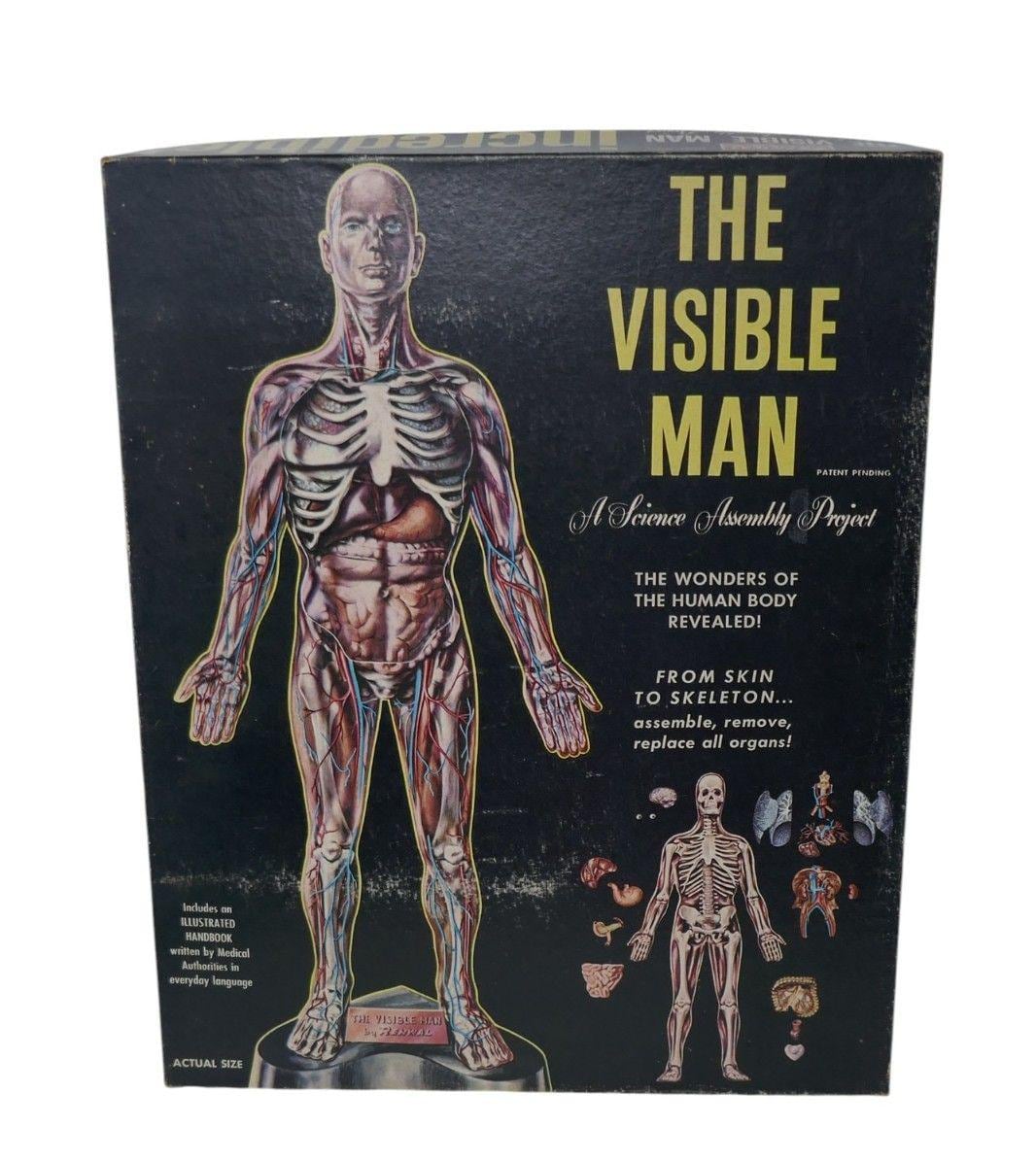 Renwal 1959 the Visible Man Skeleton Science Project Model