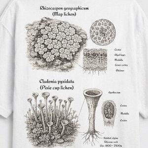 Comfort Colors 1717 Ancient Rock Lichen Study Botanical Diagram Top