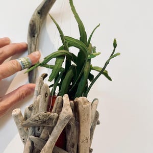 May include: A hanging planter featuring a small green plant in a red pot, encased in a driftwood-style wooden holder. The holder is suspended by thin, clear strings, with a piece of driftwood on the side.