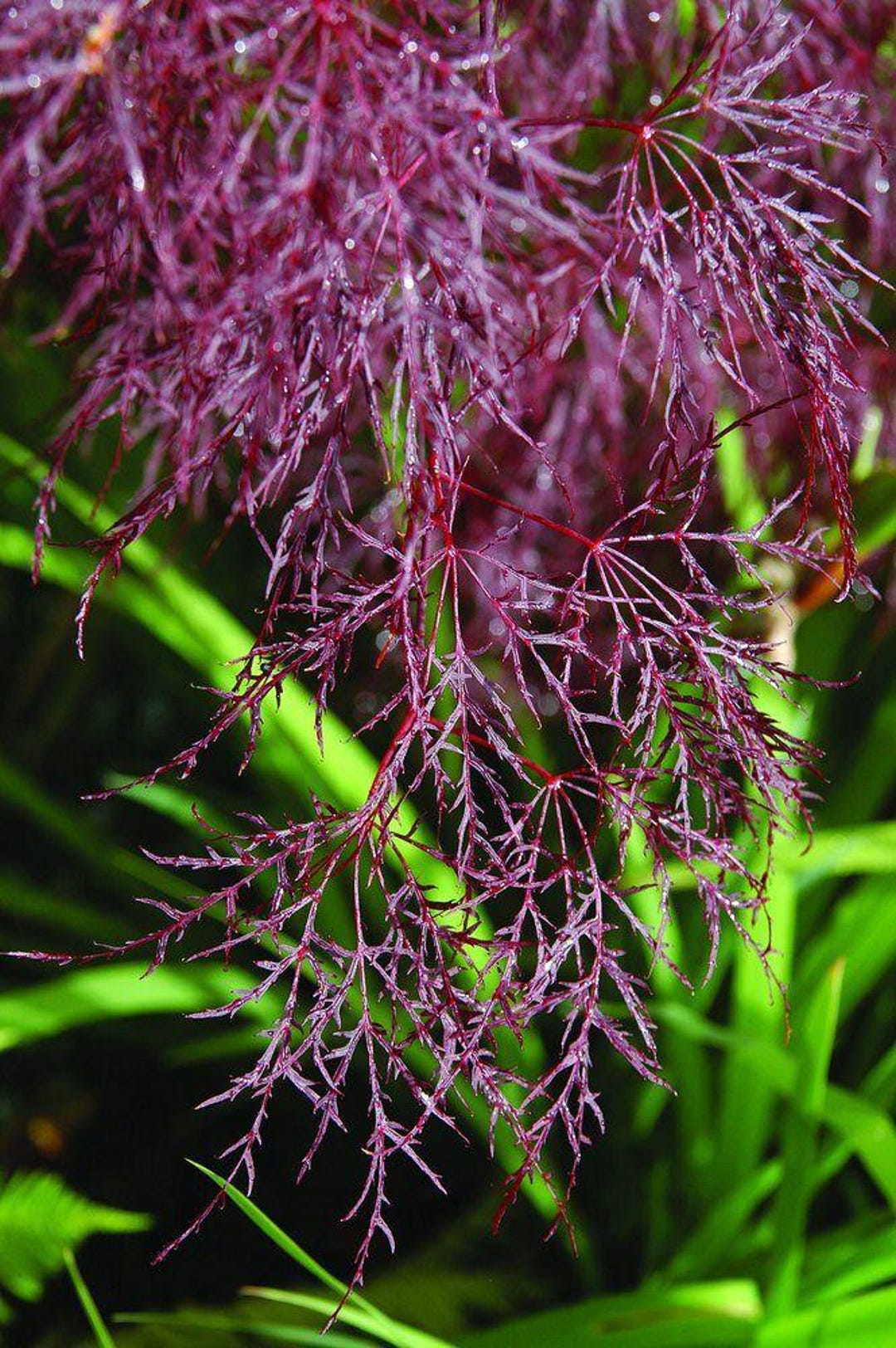 Red Filigree Lace Weeping Japanese Maple - Finest Leaves 2 Year Plant ...