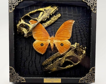 Echte Saturniid Pseudobunaea illustris met replica's van roofvogelschedels