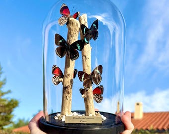 Echte Diaethria clymena onder dekking