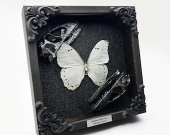 Echter, gerahmter Morpho polyphemus-Schmetterling, mit Nachbildungen von Greifvogelschädeln