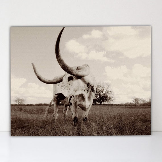 Longhorn Cattle Photography Print: Farmhouse Western Decor
