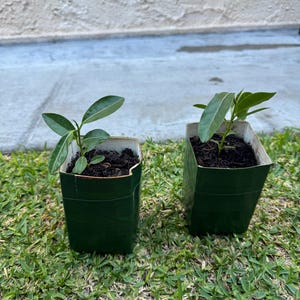 Floribunda Plant - Madagascar Jasmine | Wedding Vine | Sweetly Scented | 7” Pot