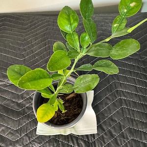 Thai Lime Plant – Startup Kaffir Lime Plant, Thai Lime, Makrut, , Small Kaffir Lime Plant
