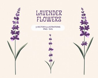 Conjunto de imágenes prediseñadas de flores de lavanda: 3 ilustraciones botánicas dibujadas a mano (SVG + PNG)