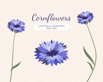 Conjunto de imágenes prediseñadas de aciano: 3 ilustraciones botánicas dibujadas a mano (SVG + PNG)