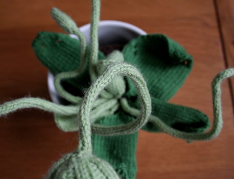 Knit your own cyclops pot plant pdf knitting pattern image 3