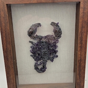 Real crystallized scorpion in frame