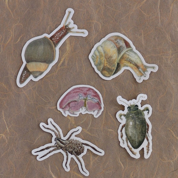 Invertebrate Stickers--Laptop or Water Bottle