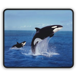 May include: A black and white orca whale jumps out of the water with its mouth open. A smaller orca whale is jumping out of the water in the background. The whales are in a blue ocean with a blue sky in the background.