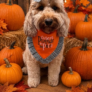 May include: A light brown dog wearing an orange bandana with a black and white gingham ruffle trim and a matching gingham bow on its head. The bandana features the black embroidered text Cutest PUMPKIN in the Patch.