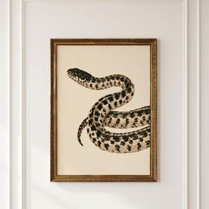 Könnte beinhalten: Ein gerahmter Wandkunstdruck mit einer detaillierten Illustration einer gewundenen Schlange mit schwarzen und dunkelbraunen Flecken auf cremefarbenem Hintergrund. Das Kunstwerk befindet sich in einem verzierten, goldfarbenen Rahmen.