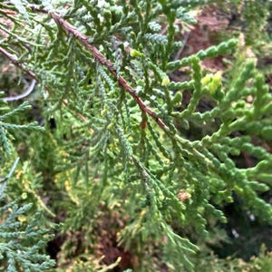 May include: Close-up of a vibrant green evergreen branch with small, scale-like leaves. The branch has a brown stem and a textured appearance. The image showcases the natural details of the foliage.