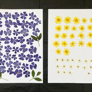 Vinca prensada, 40 flores secas reales, celidonia menor 20 piezas, juego de 15 flores de ciruelo silvestre para manualidades, resina, joyería, fabricación de tarjetas