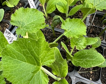 Pack Of (10) ASSORTED WINTER SQUASH Plugs/Seedlings Live Organic Free Shipping