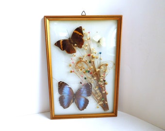 Vintage real butterfly picture