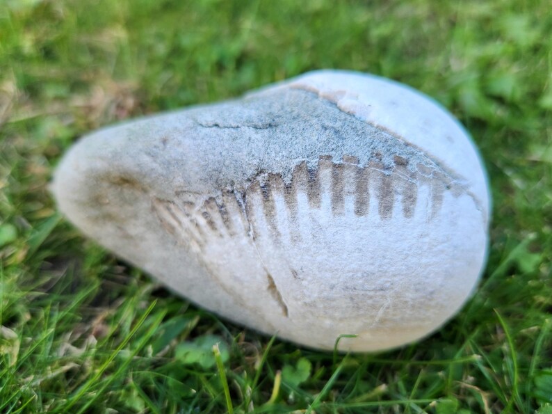 Fossiled Bivalve, Fossilized Sea Shell, Beach Stone, Stone With wings
