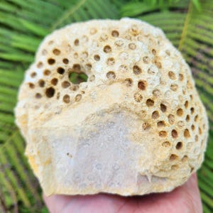 Fossilized Star Coral, Coral Stone, 4 lbs, Sea Coral, Fossil