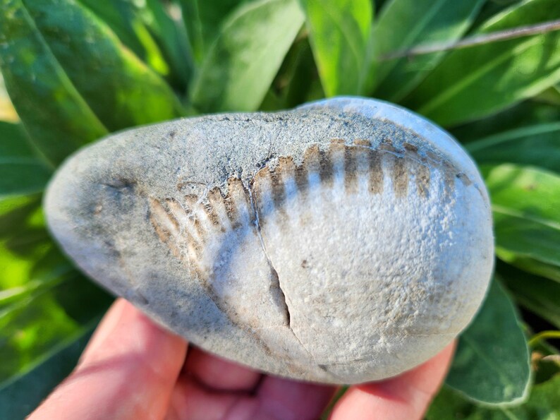 Fossiled Bivalve, Fossilized Sea Shell, Beach Stone, Stone With wings