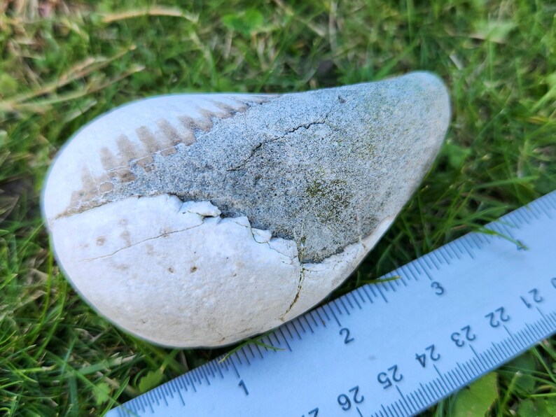 Fossiled Bivalve, Fossilized Sea Shell, Beach Stone, Stone With wings