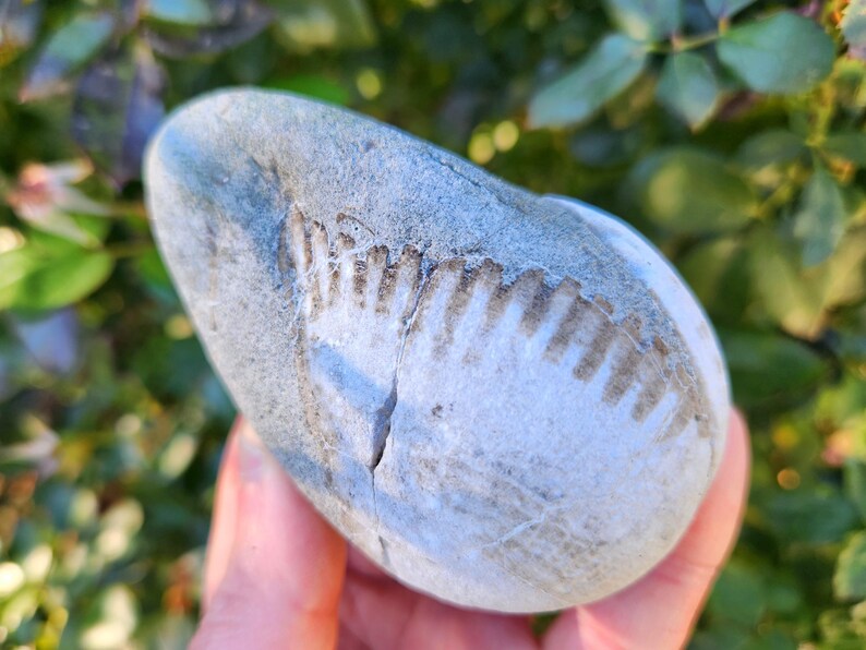 Fossiled Bivalve, Fossilized Sea Shell, Beach Stone, Stone With wings