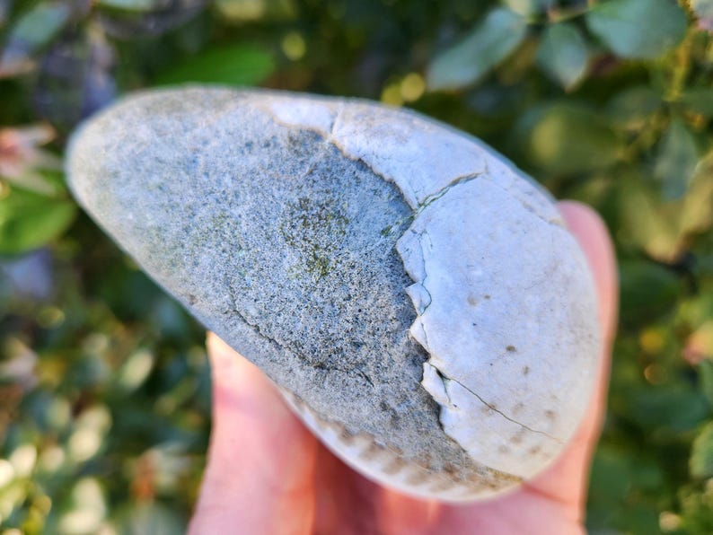 Fossiled Bivalve, Fossilized Sea Shell, Beach Stone, Stone With wings