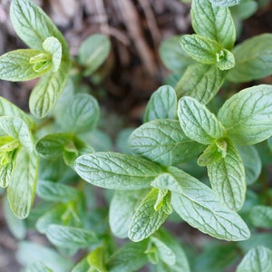 Organic Mint, Product of Canada, Dried Mint Leaves, Homegrown Herbs, Mint for Herbal Teas, Extracts, Tinctures image 6