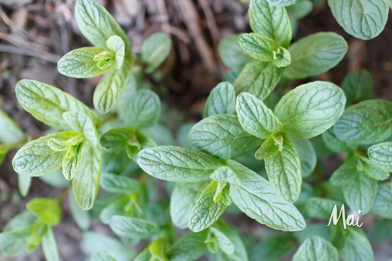 Organic Mint, Product of Canada, Dried Mint Leaves, Homegrown Herbs, Mint for Herbal Teas, Extracts, Tinctures image 6