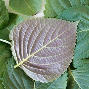 Perilla Verde Orgánica, Hojas de Shiso, Producto de Canadá, Hojas Secas, Hierbas de cosecha propia imagen 6