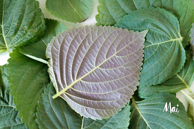 Organic Green Perilla, Shiso Leaves, Product of Canada, Dried Leaves, Homegrown Herbs zdjęcie 6