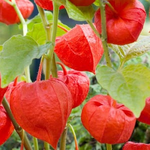 5x Chinese Lantern – Physalis Alkekengi Plug Plants