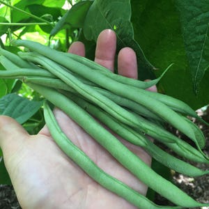 May include: A collection of fresh, bright green beans. The beans are long, slender, and have a slightly textured surface. The background shows green leaves, suggesting a garden setting.