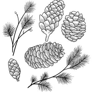 May include: Black and white line drawing of pine cones and branches. The drawing features five pine cones and two branches with needles.