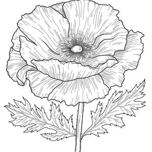 May include: A black and white line drawing of a poppy flower with a single stem and leaves.